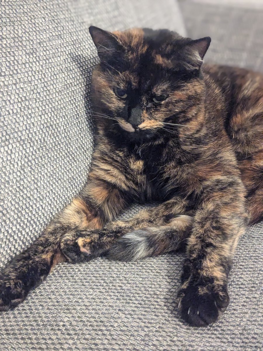 Dr Andy Smith (@evilokapi.bsky.social) tweet media