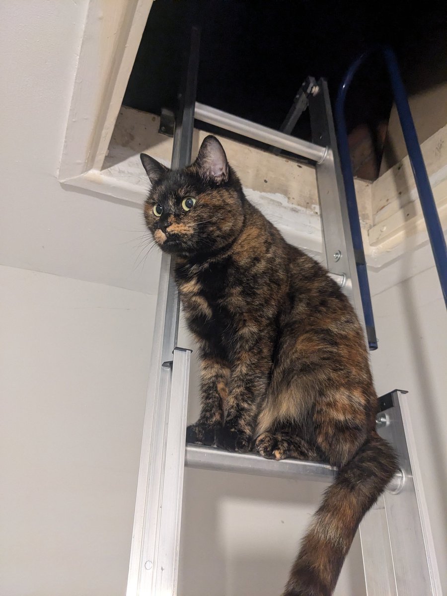 Dr Andy Smith (@evilokapi.bsky.social) tweet media