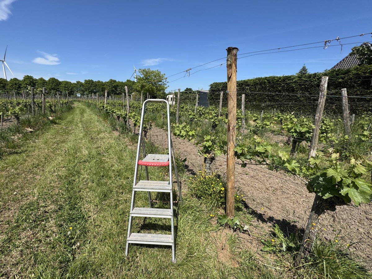 Paal vervangen en draden weer vast. ⁦<a href="/Wijnmontferland/">Wijngoed Montferland</a>⁩ (Gendringen)
