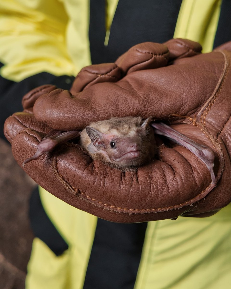 Bat Conservation International (@batconintl) on Twitter photo Hildegarde's tomb bat is one of the bats we'll be discussing in Friday's Endangered Species Day webinar! Tune in live at 1PM EDT on our social channels or join via Zoom: 
us06web.zoom.us/webinar/regist⦠
π· Kathryn Slater Hildegarde's tomb bat is one of the bats we'll be discussing in Friday's Endangered Species Day webinar! Tune in live at 1PM EDT on our social channels or join via Zoom: 
us06web.zoom.us/webinar/regist⦠
π· Kathryn Slater