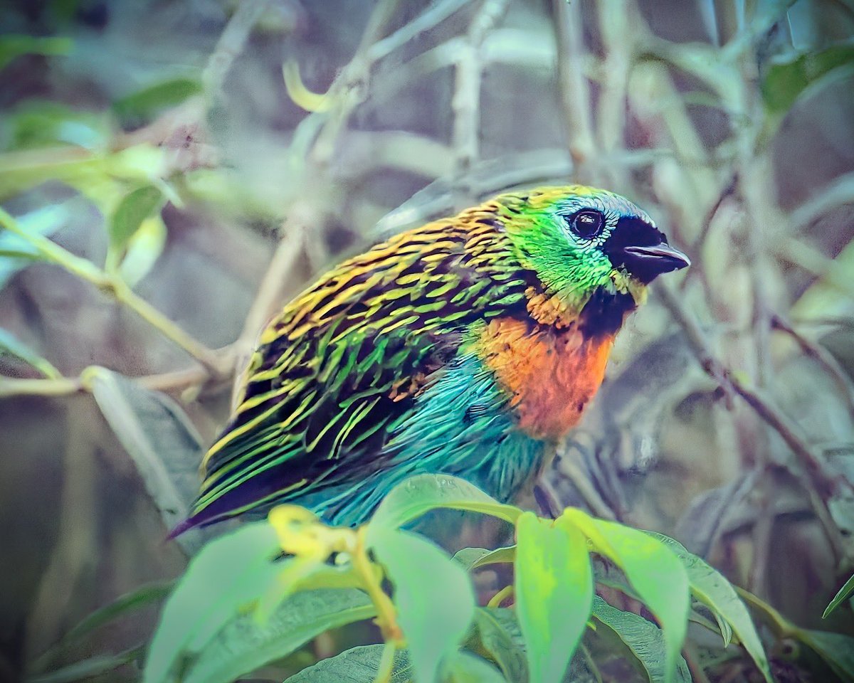Ruben Giron (@rubengi02391602) on Twitter photo Brassy-breasted Tanager - These very active tanagers are multi-colored with greens, yellows, blue on their forehead and around their eyes, an orange breast and a black patch on their throats. Pico da Caledônia Road, Brazil #birdcpp <a href="/BirdCentralPark/">Manhattan Bird Alert</a> #birdsofbrazil Brassy-breasted Tanager - These very active tanagers are multi-colored with greens, yellows, blue on their forehead and around their eyes, an orange breast and a black patch on their throats. Pico da Caledônia Road, Brazil #birdcpp <a href="/BirdCentralPark/">Manhattan Bird Alert</a> #birdsofbrazil