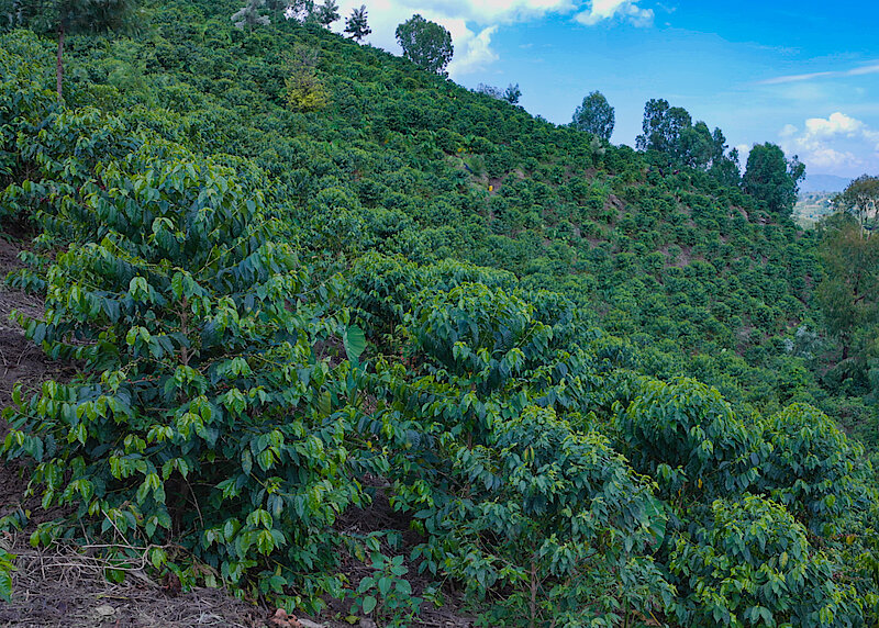 4.09 million USD of revenue in one week from a single crop.

That is what Rwanda earned between May 5 and 9, 2025, by exporting 749 metric tons of coffee.

It is not just a number.

It is a reflection of effort, strategy, and transformation happening in the fields of Rwanda.

I