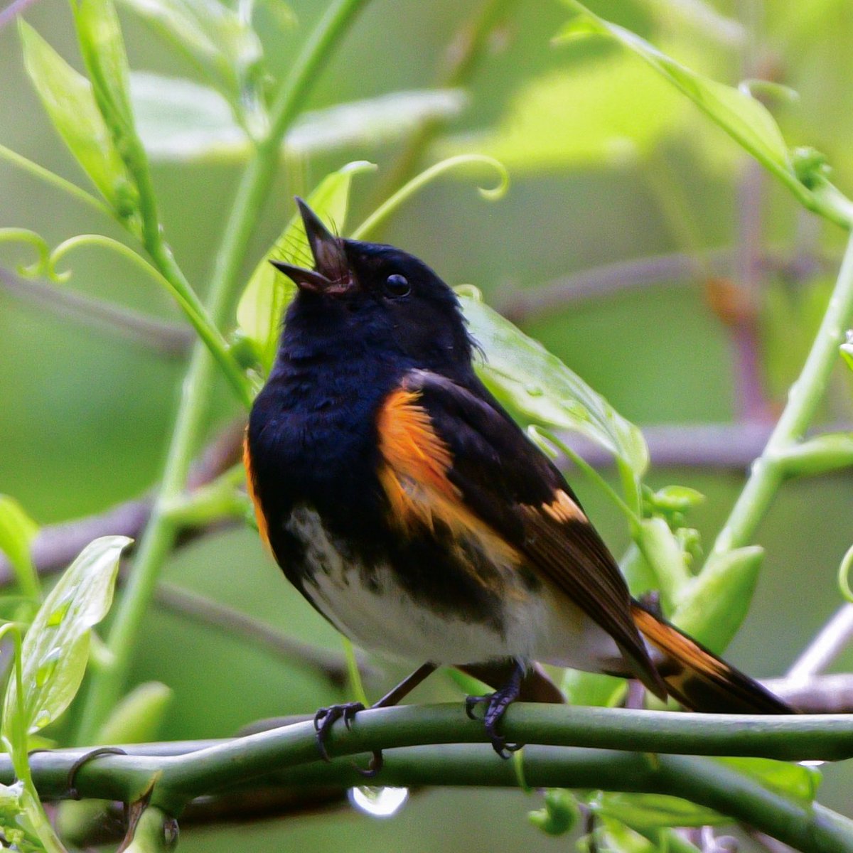 Good morning! 🎶 
Happy #WarblerWednesday! 
American Redstart. 🖤🧡
#MageeMarsh #BWIAB #Birds #BirdTwitter #TwitterBirds