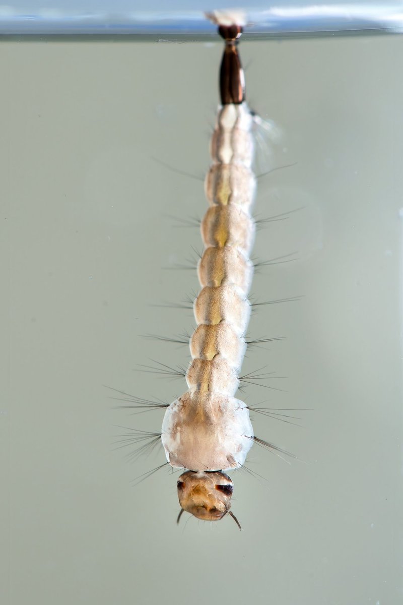 🦟 Mosquito season has started in Hérault, France 🇫🇷
Tiger mosquitoes (Aedes albopictus) are back and we all play a role in stopping their spread.
💧 It's time to eliminate stagnant water!
📰 More (in French): interview w/ Dr. Frédéric Simard, <a href="/ird_fr/">IRD.fr</a> :  francebleu.fr/emissions/l-in…