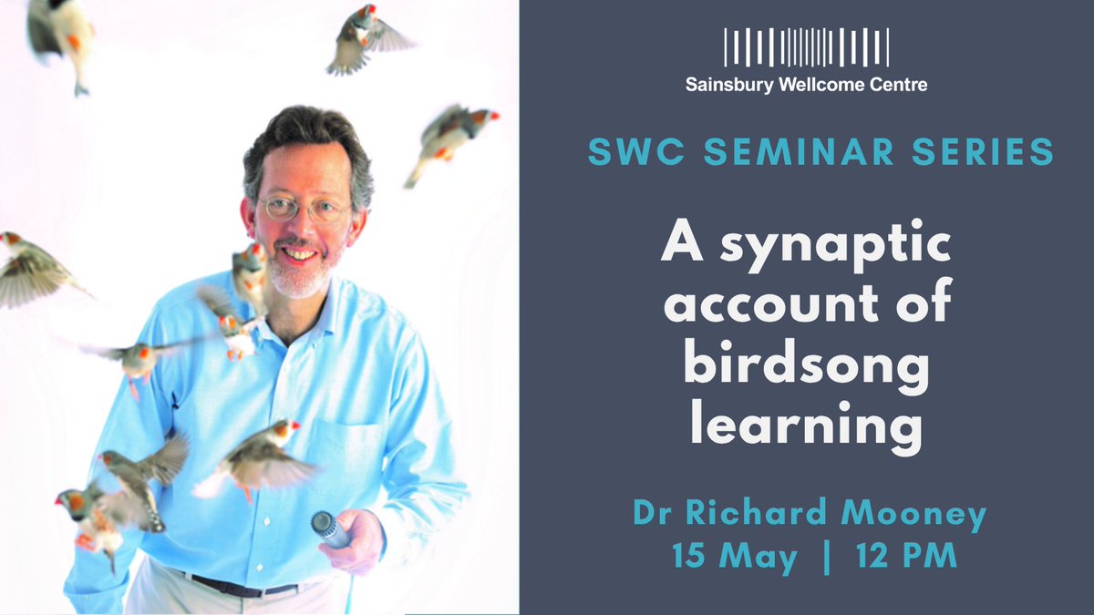 SWC (@swc_neuro) on Twitter photo Join us in person or online tomorrow, 15 May, for the next SWC Seminar.
With Dr Richard Mooney (<a href="/DukeMedSchool/">Duke University School of Medicine</a>)
‘A synaptic account of birdsong learning’
Register: sainsburywellcome.org/web/events/swc… Join us in person or online tomorrow, 15 May, for the next SWC Seminar.
With Dr Richard Mooney (<a href="/DukeMedSchool/">Duke University School of Medicine</a>)
‘A synaptic account of birdsong learning’
Register: sainsburywellcome.org/web/events/swc…