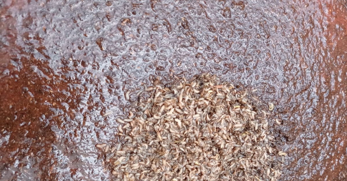 "🐛 ¿Cómo conseguimos larvas más productivas?
En este nuevo ensayo, estamos testando tres tipos de dietas:
-Pulpa de tomate (residuo de depuración)
-Sustrato de crecimiento ""frase""
-Cereal

💡 El objetivo: obtener más biomasa larval en menos tiempo.

#Agroinnovación