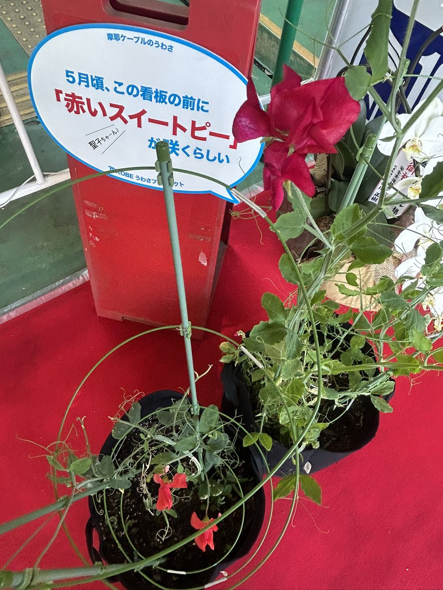 MayaViewline's tweet image. 摩耶ケーブル駅で赤いスイートピーが今年も咲き始めました！(少しだけど…かわいいお花)

#摩耶ケーブル100周年 #摩耶山 #神戸 #赤いスイートピープロジェクト