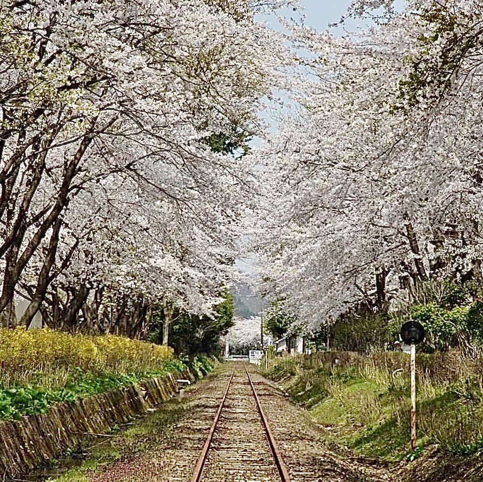 Super_Angulon21's tweet photo. 小坂の春

主が走らなくなり、錆びついたレールがもの悲しい❗️

元同和鉱業小坂鉄道 https://t.co/t8zIAtWysn