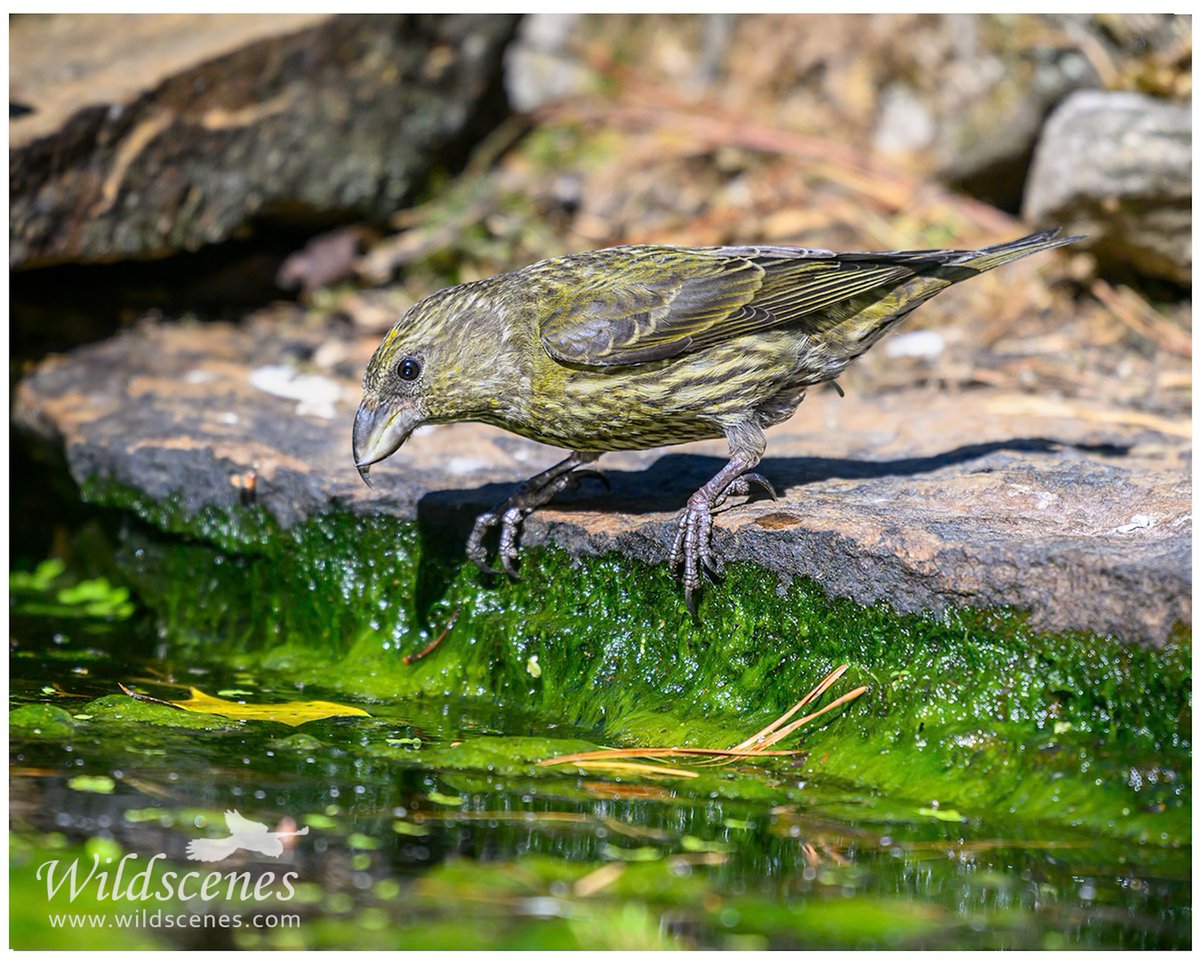 John Gardner (@wildscenesuk) on Twitter photo Juvenile crossbill looking to slake its thirst yesterday on the moors around Barnsley.
<a href="/BBCSpringwatch/">BBC Springwatch</a>
<a href="/barnsley_nats/">Barnsley Nats</a> Juvenile crossbill looking to slake its thirst yesterday on the moors around Barnsley.
<a href="/BBCSpringwatch/">BBC Springwatch</a>
<a href="/barnsley_nats/">Barnsley Nats</a>