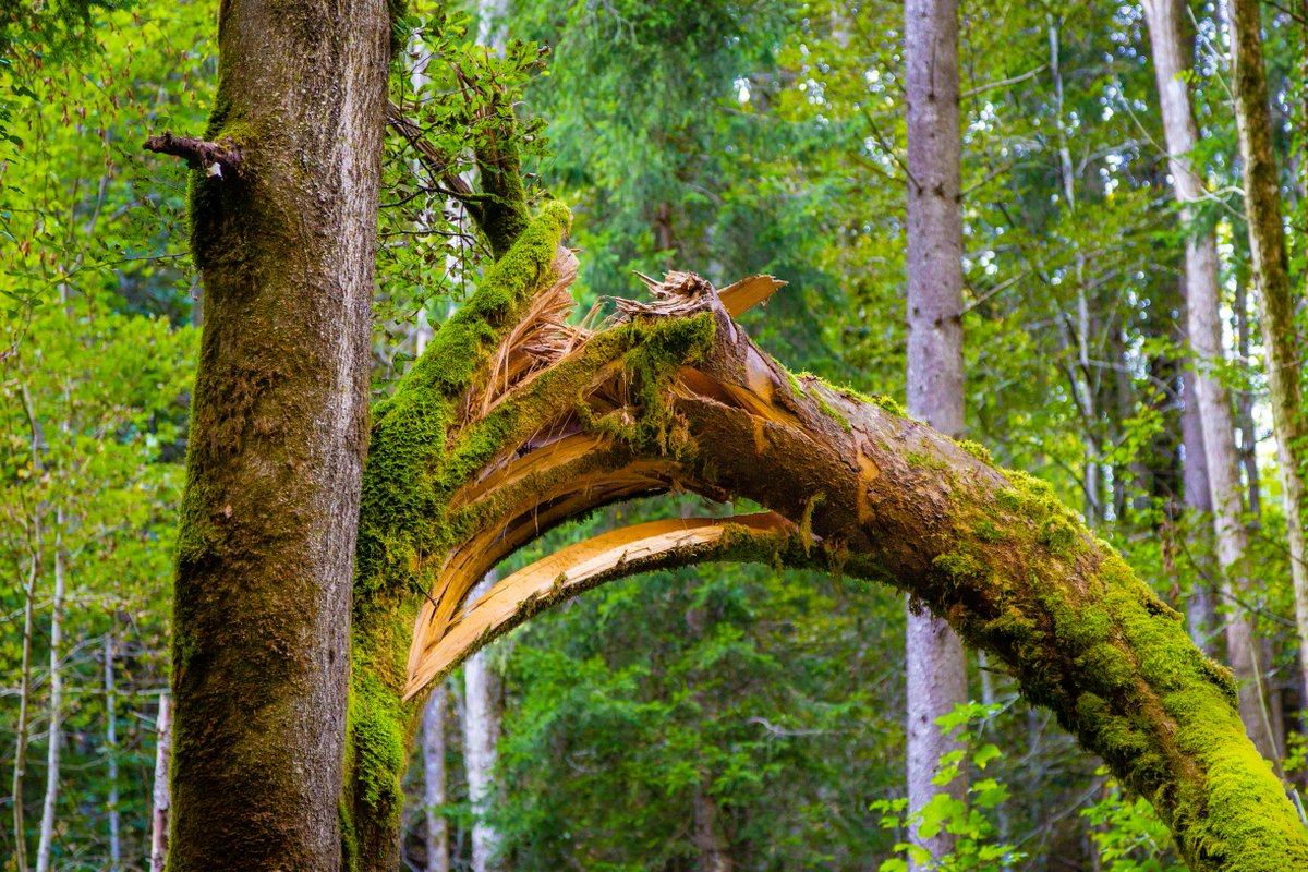 It is good to realize that falling apart is not such a bad thing. It’s as essential to transformation as the cracking of outgrown shells. Anxieties &amp; doubts can be healthy &amp; creative… for the person for society as they permit new and original approaches to reality. ~ Joanna Macy
