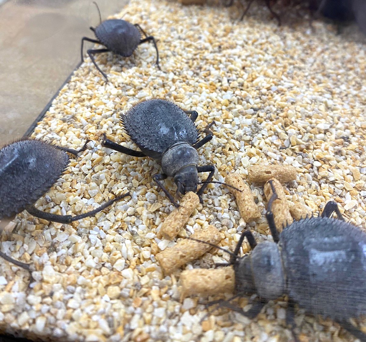 本日ポイント2倍DAY 【トゲヘリサバクゴミムシダマシ】 霧吹きでシュッ