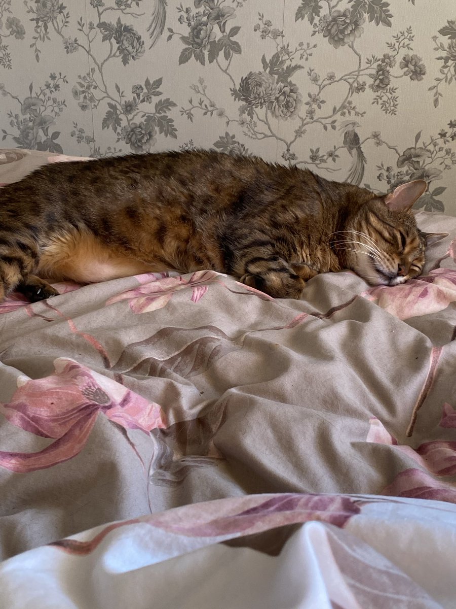 LokitheB's tweet image. Fwenz! It haz been scary few dayz! I had some teefies outz, then I got unwellz! 😿 Had to spend night at vettiez but I snoozez away happilyz now! And my kidneyz mightz be betterz! Pawz crossed fwenz! #CatsOfTwitter #teambengal #bengalcats