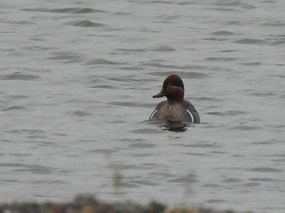 KGbirder (@kgbirder) on Twitter photo Drake Green-winged Teal new in on the Eskside lagoon at Musselburgh early am (& 2 Temminck’s Stints still) <a href="/birdinglothian/">Birding Lothian</a> Drake Green-winged Teal new in on the Eskside lagoon at Musselburgh early am (& 2 Temminck’s Stints still) <a href="/birdinglothian/">Birding Lothian</a>