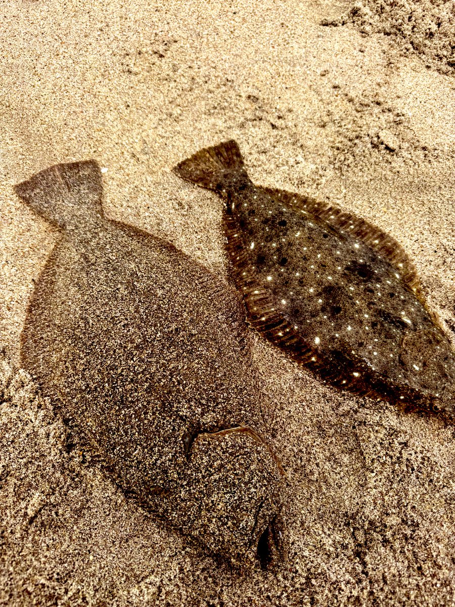 今シーズン初の二枚抜き✌🏼

#いわきサーフ
#常磐サーフ
#ブルーストーム