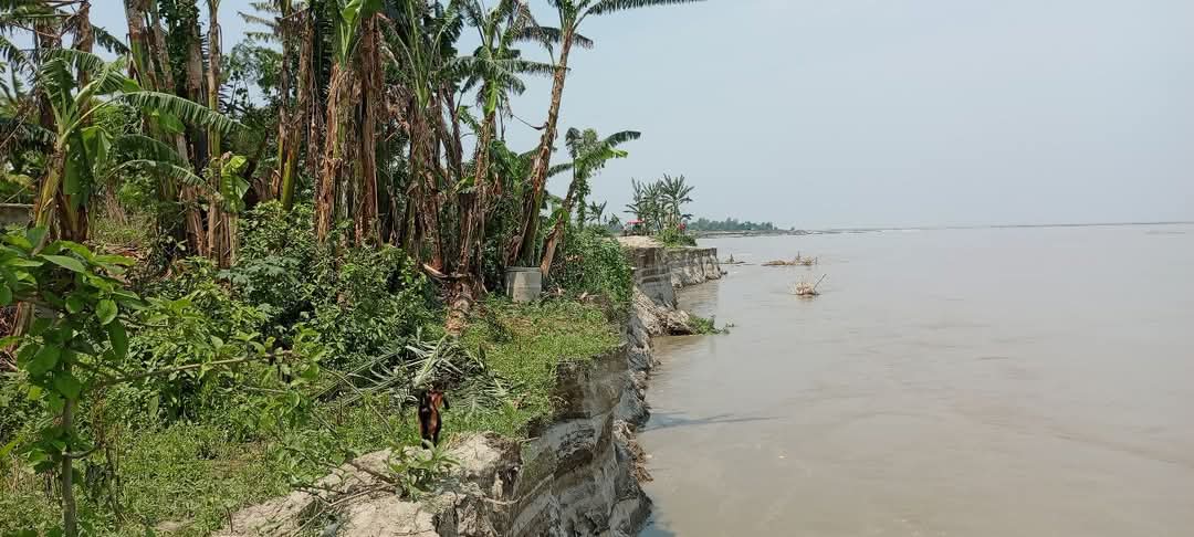 যমুনার আগ্রাসী ভাঙন: বিলীন হচ্ছে আবাদি জমি-ঘরবাড়ি, পাকরুল গ্রাম রক্ষায় বাঁধ চায় মানুষ