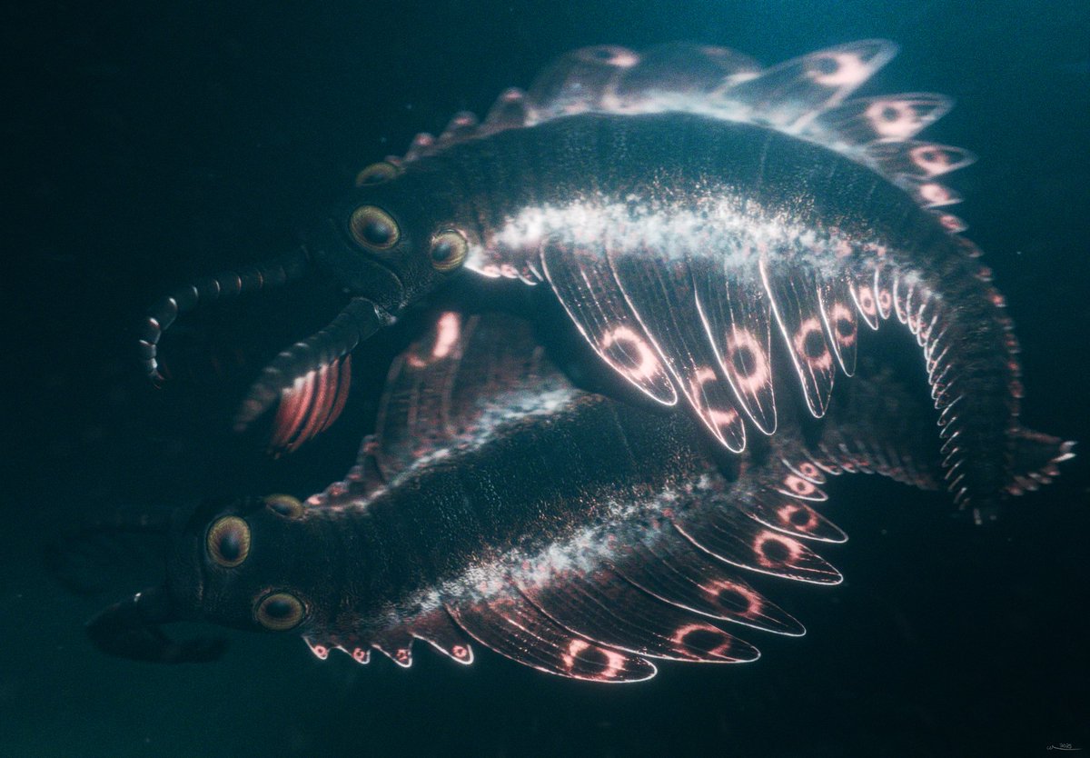 Mosura fentoni, a new Burgess Shale radiodont named after the kaiju Mothra. This hurdiid had a specialized abdominal region of the trunk dedicated mostly to respiration, rather than swimming.