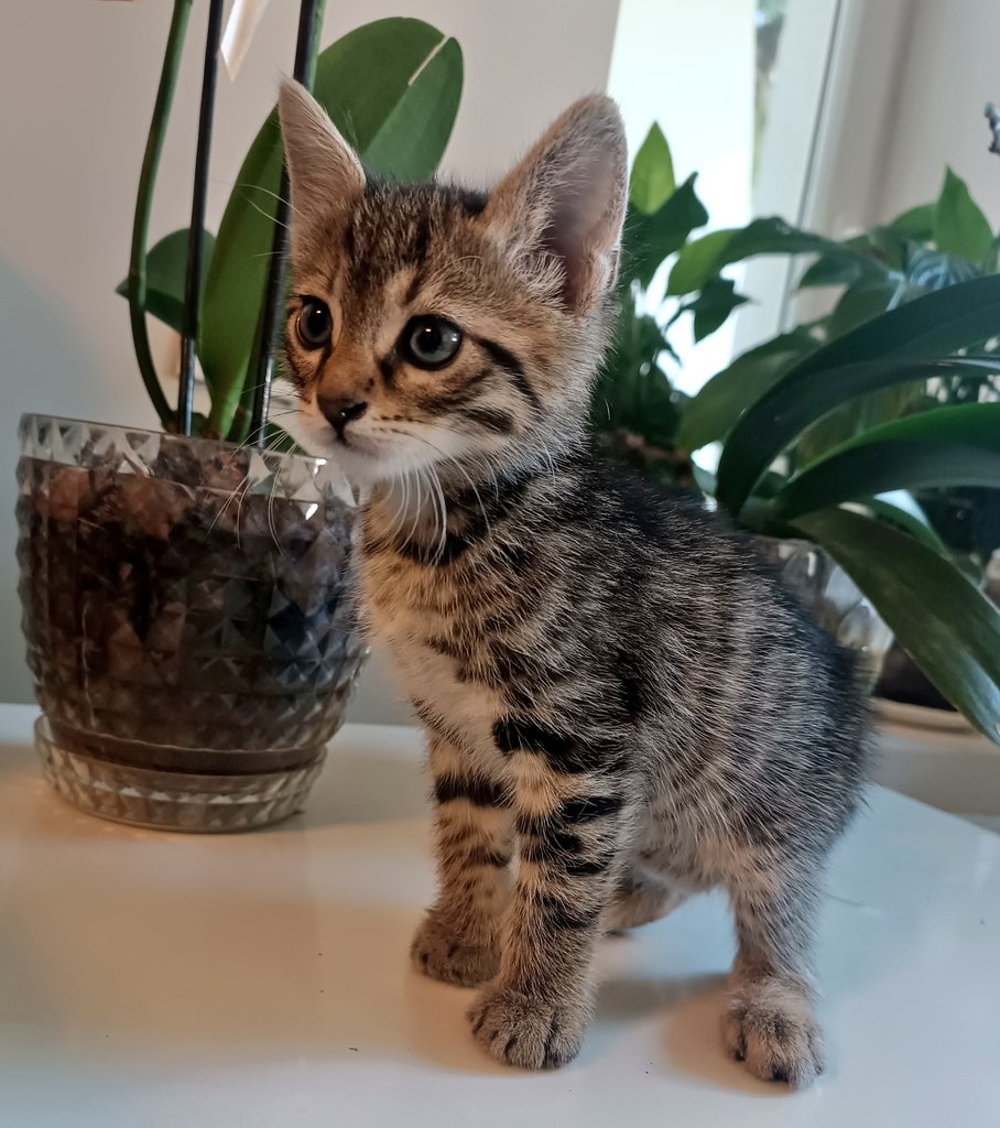 ayskrkd's tweet photo. Bu bebişe yuva arıyorum.
Sokakta tek başına ağlarken bulduk.
45-50 günlük erkek, tekir, kuru mama yiyor, tuvaletini kuma yapıyor, sağlıklı.
İzmir içi ulaşım sağlanır. 
#satınalmasahiplen #kediyuva
#izmirkedi https://t.co/vfctzjd3Bj