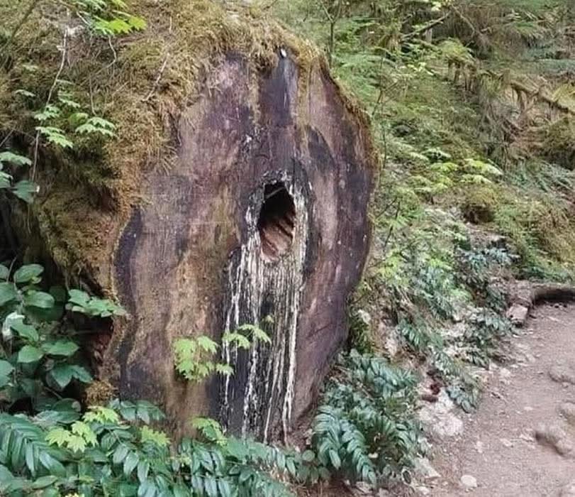 This log is not gently used.