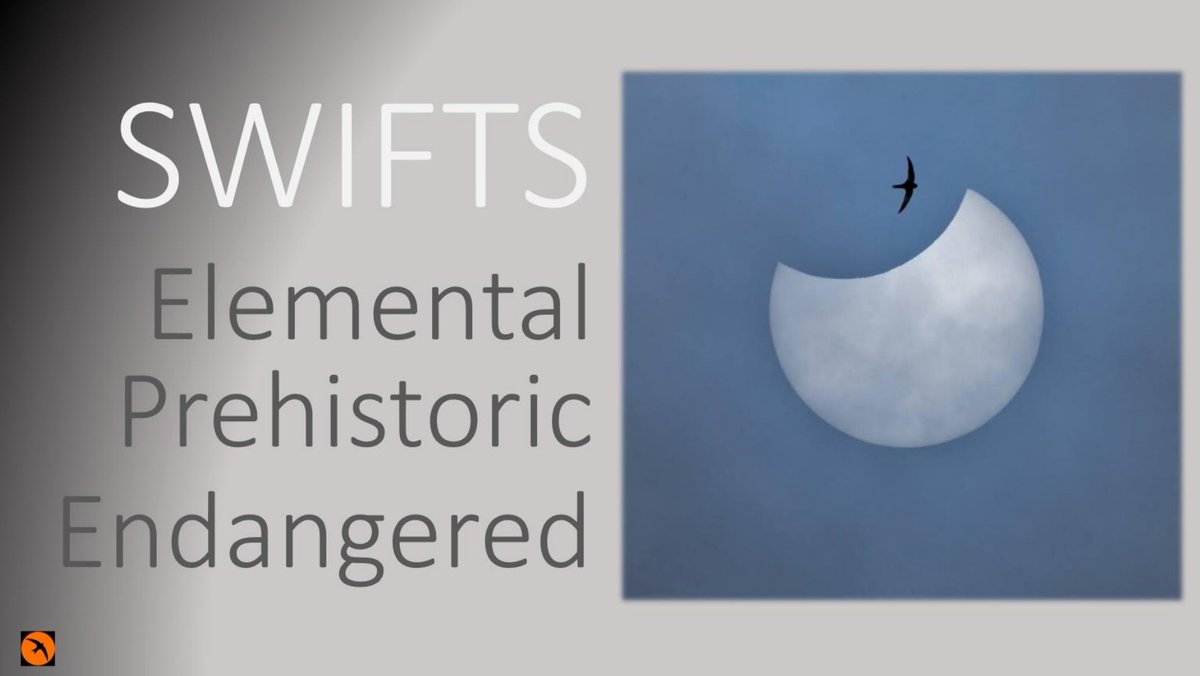 Sheffield Swift Network (@sheffswiftnet) on Twitter photo SWIFT TALK TONIGHT
Join us Wed 14th May, 7.15pm
at our talk for <a href="/shefbirdstudy/">ShefBirdStudyGroup</a>
Lecture Theatre 2, Ground Floor, The Diamond Building at the University of Sheffield, Leavygreave Road, Sheffield
S3 7RD.
More info here sheffieldswiftnetwork.org/upcoming-eventโฆ SWIFT TALK TONIGHT
Join us Wed 14th May, 7.15pm
at our talk for <a href="/shefbirdstudy/">ShefBirdStudyGroup</a>
Lecture Theatre 2, Ground Floor, The Diamond Building at the University of Sheffield, Leavygreave Road, Sheffield
S3 7RD.
More info here sheffieldswiftnetwork.org/upcoming-eventโฆ