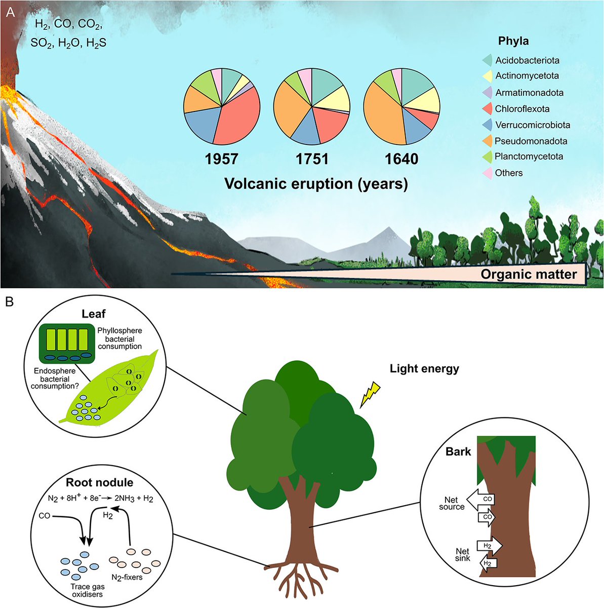 Evgenii Protasov (@protasov_evgeni) on Twitter photo Metabolism of CO and H2 by pioneer bacteria in volcanic soils and the phyllosphere
#microbiology #bacteria #CO #H2 #hydrogen
<a href="/FEMSmicro/">FEMS</a> <a href="/ISMEJournal/">The ISME Journal</a> <a href="/ISME_microbes/">ISME - International Society for Microbial Ecology</a> <a href="/MateHG/">Marcela Hernández</a>
academic.oup.com/ismej/article/… Metabolism of CO and H2 by pioneer bacteria in volcanic soils and the phyllosphere
#microbiology #bacteria #CO #H2 #hydrogen
<a href="/FEMSmicro/">FEMS</a> <a href="/ISMEJournal/">The ISME Journal</a> <a href="/ISME_microbes/">ISME - International Society for Microbial Ecology</a> <a href="/MateHG/">Marcela Hernández</a>
academic.oup.com/ismej/article/…