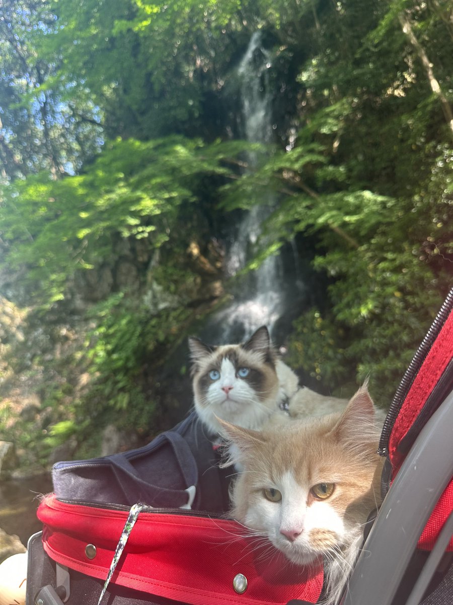 岐阜城楽市楽座にいざ出陣🐱
新しい岐阜の魅力に❤︎
大勢の方々にふれあえて感謝ですにゃ🐈