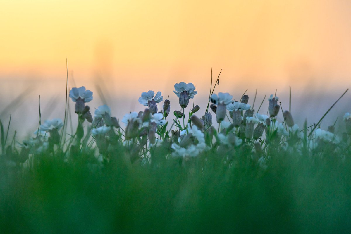 Mark Clinton Johnson (@mcsparkyj) on Twitter photo Some wildflowers and views from a 5 mile walk around the circumference of Baggy Point yesterday evening. 
I especially love the Red Campion and Sea Campion that is out all around the coast at the moment.
#woolacombe #croyde #northdevon #baggypoint Some wildflowers and views from a 5 mile walk around the circumference of Baggy Point yesterday evening. 
I especially love the Red Campion and Sea Campion that is out all around the coast at the moment.
#woolacombe #croyde #northdevon #baggypoint