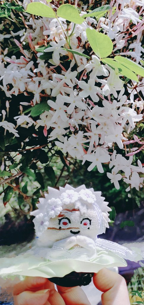 ジャスミンの妖🧚‍♂️精ｻﾈﾐﾁｬです
お庭で綺麗に咲きました

なぜか今年はミモザが咲かなくて、いつもミモザが沢山咲くとこにジャスミンが咲きました
アーチにできたのでくぐるたびによい香りでした😆✨🌿