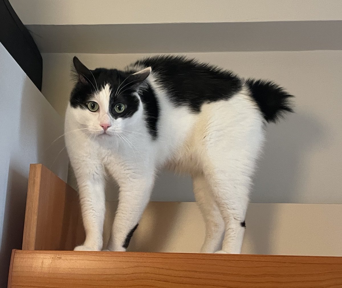 handisgo's tweet image. ?