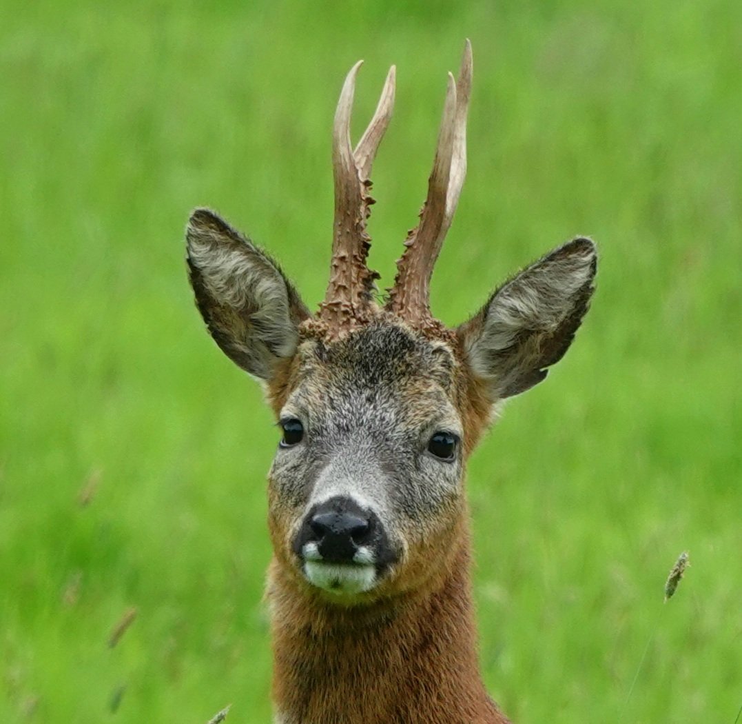 Inquisitive roe buck in the water meadows <a href="/AlthorpHouse/">Althorp</a> 
Conservation@althorp.com #Spencerestates #wildlife #wetlands