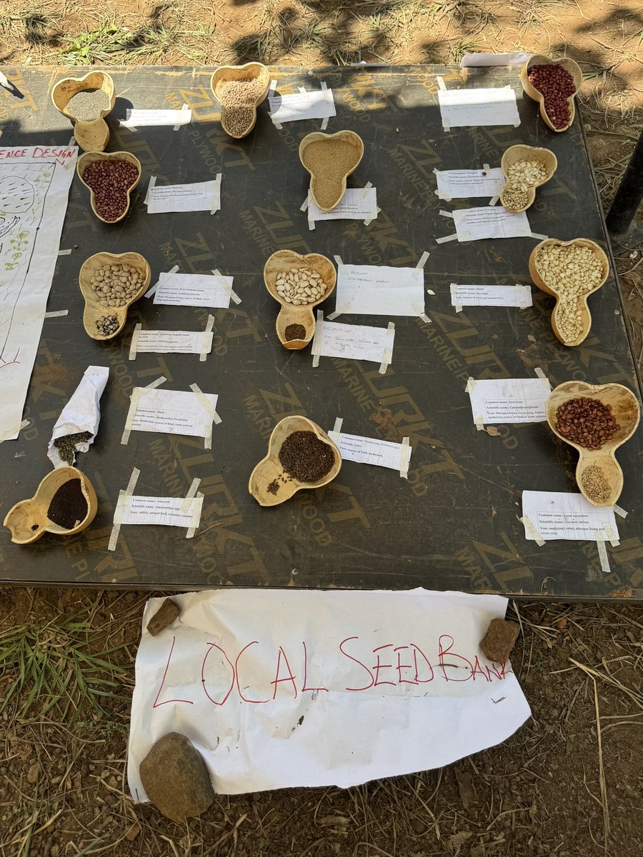 URRI_Danida's tweet image. What if farming could heal the land and help families thrive?
At the West Nile #URRI launch, we saw it: water-smart trenches, diverse crops, natural fertilizers & thriving homesteads.
Regenerative resilience design is at the heart of climate-smart agriculture in #URRI 👩🌾🌱