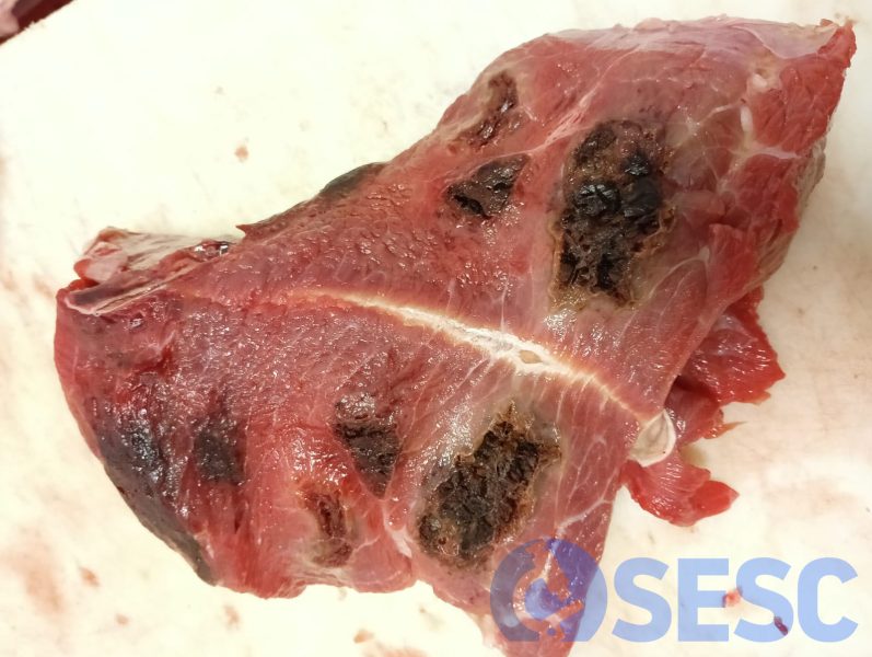 🔬 Miositis gangrenosa bilateral en una canal de boví 🐄 

Una canal de boví (xarolés) de 3 anys presenta hepatitis abscedificant i lesions sospitoses a les extremitats. Es remeten mostres al #SESC per al seu diagnòstic. 

🔗 Descobreix aquest nou cas.⏬ sesc.cat/miositis-gangr…