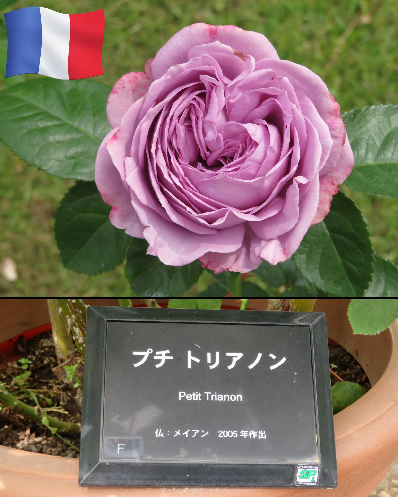 Celes (セレス) | 京成バラ園 - Oscar François (オスカル