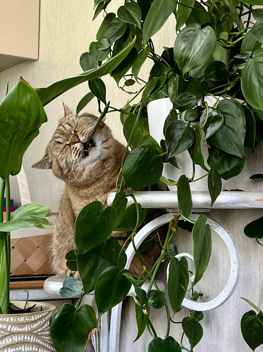 Доброго ранку! Які сніданки вподобують ваші коти? 🐈