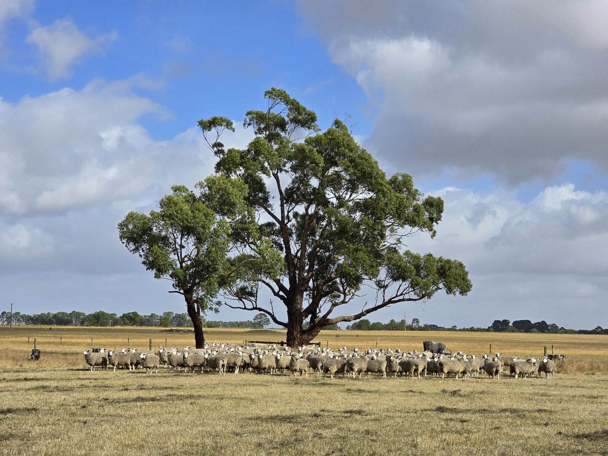 Regular worm egg counts (WECs) are a smart, cost-effective tool to manage parasites, fine-tune drenching, and boost productivity. 🐑
✔ Monitor worm load
✔ Avoid over-drenching
✔ Slow resistance
✔ Save time &amp; money