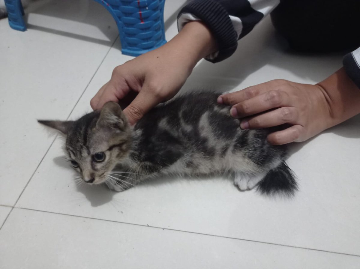taufanyanuar's tweet photo. Hai cat lovers! Orenz dan Labubu sedang mencari rumah baru yang hangat dan penuh kasih. Mereka sehat, aktif.

✅ Usia: 2 bulan
✅ Sudah makan sendiri
✅ Gratis adopsi 

Lokasi : Surabaya / Sidoarjo 

Minat? DM aja langsung ya

#AdopsiKucing #KittenForAdoption #freeadoptkucing https://t.co/VLB0ZNTo6g