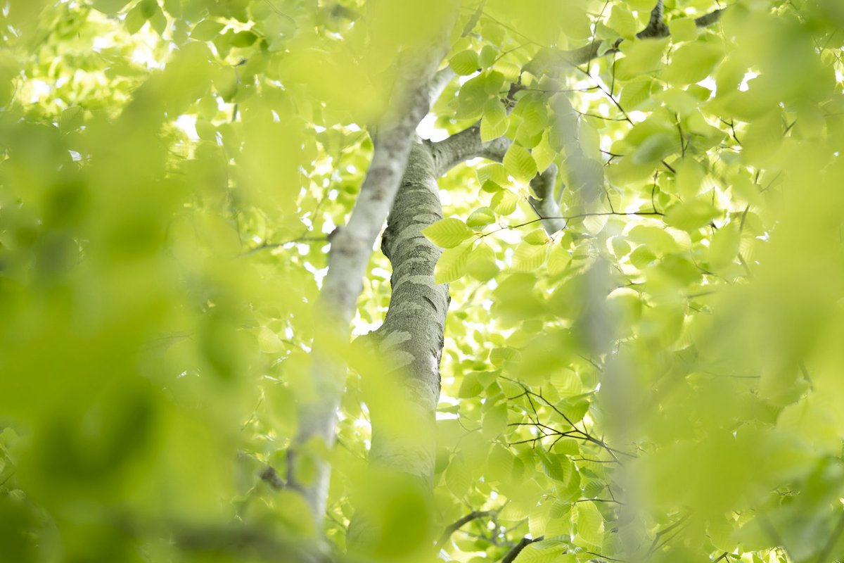 Taking photographs from a different perspective gave me new realization into beech trees and made me appreciate them once again.