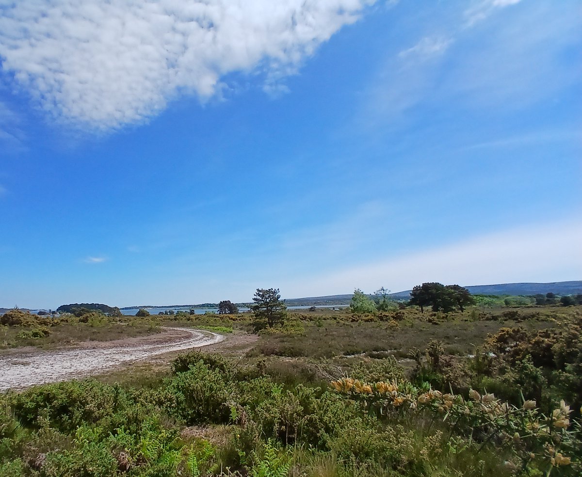 A fabulous sunny start to the day at RSPB Arne this morning.