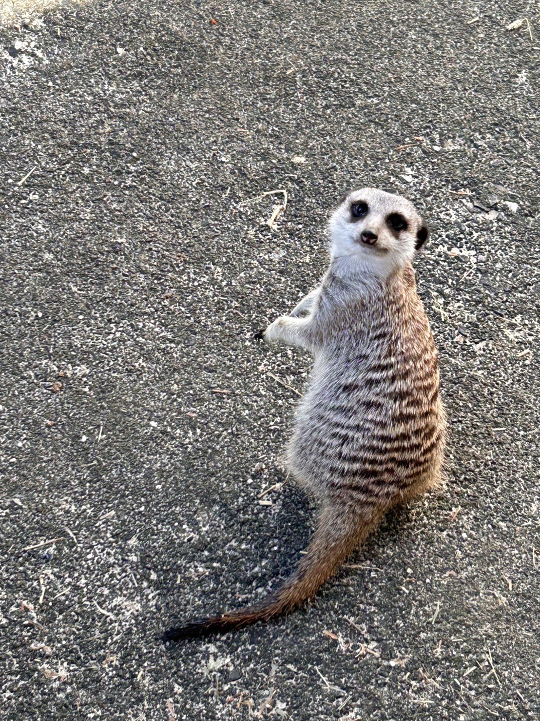 ミーアキャットのお友達