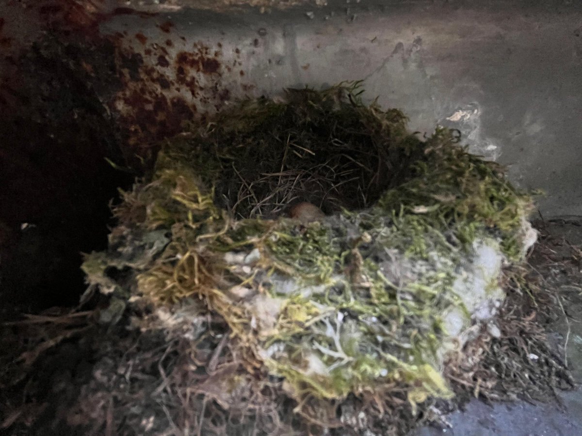 Birthday c3 <a href="/spotyflycatcher/">Spotty Fly UK</a>  🥳 refurb in one of last years successful nests👍🏻