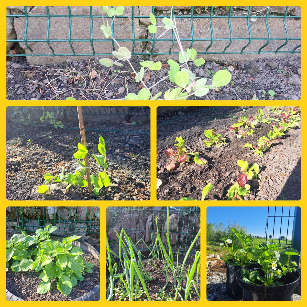 Bodyke NS is blooming! Our lettuce,strawberry, potatoe &amp; onion plants are loving the sunshine! <a href="/AgriAware/">Agri Aware</a> #IncredibleEdibles2025