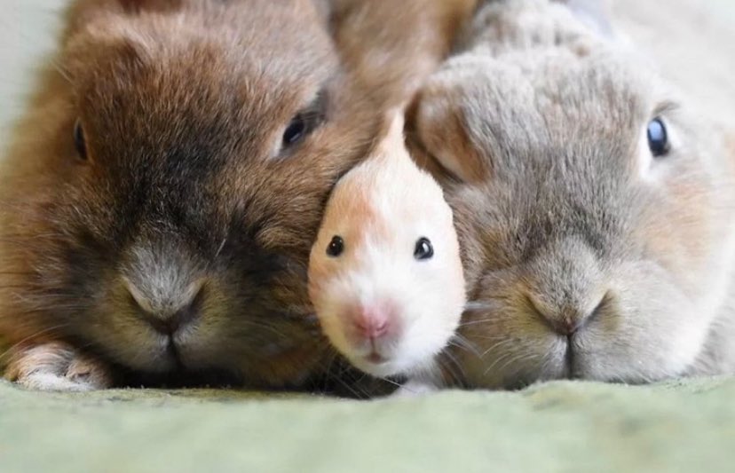 3匹のうさぎ tweet media