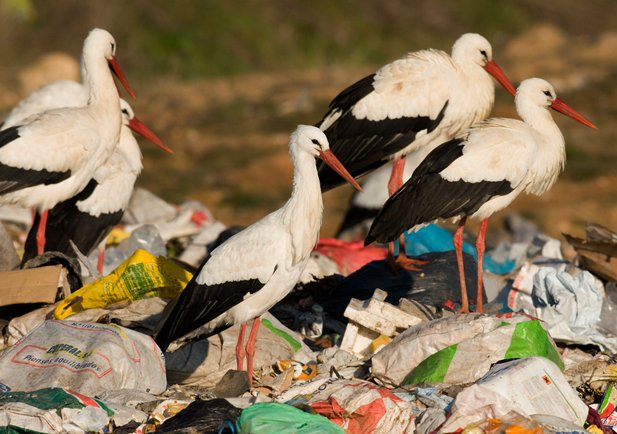 🆕 PAPER_Spanish researchers have studied the presence and importance of solid pollutants found in the digestive system of the White Stork in Aragon. 
📝 Amazing results👇
ℹ️ doi.org/10.13157/arla.… #ornithology #CienciaConAves #basuraleza