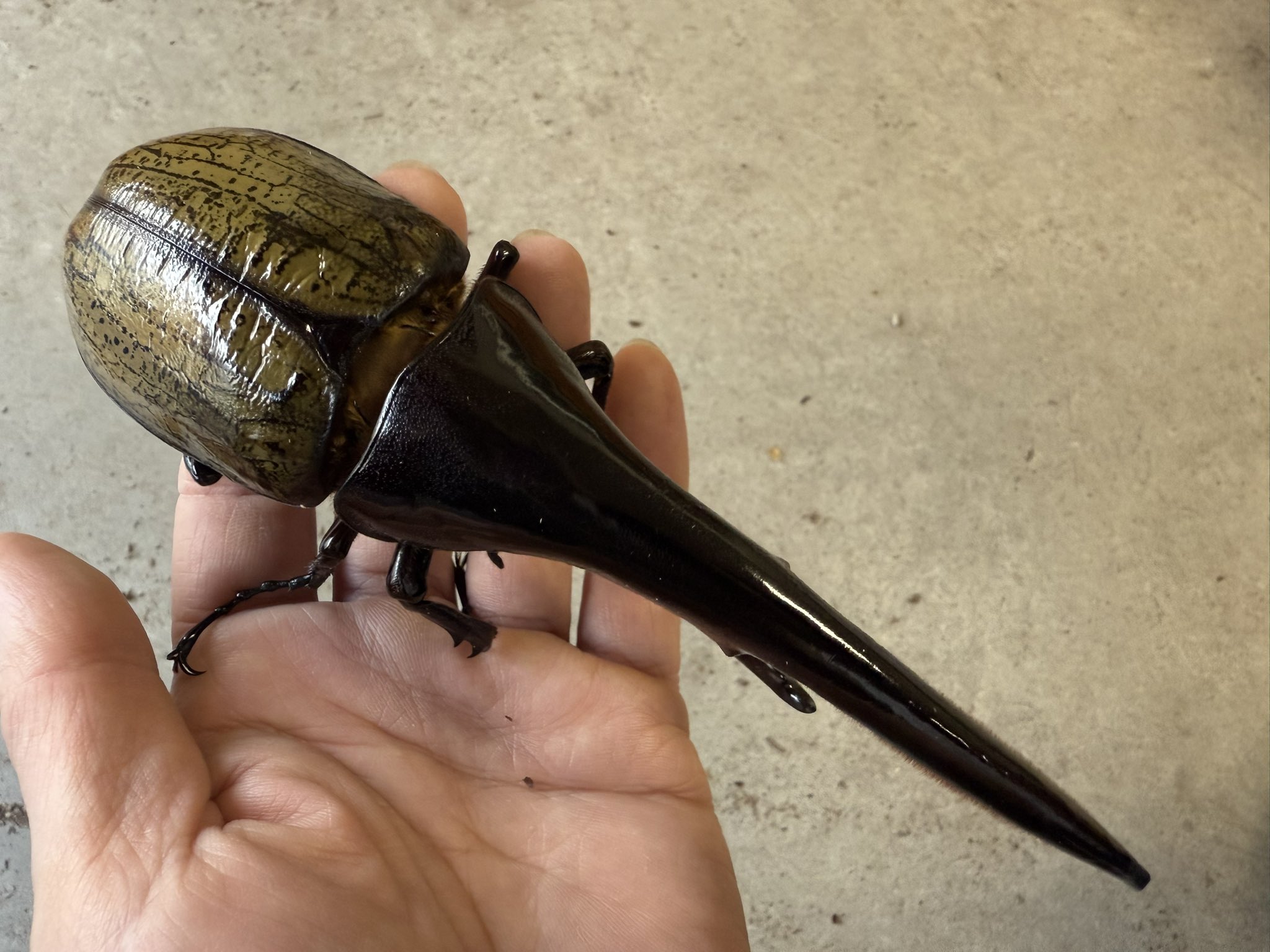 Amazon.co.jp: Aphakia Pseudophakia -その生理と病態- : 本