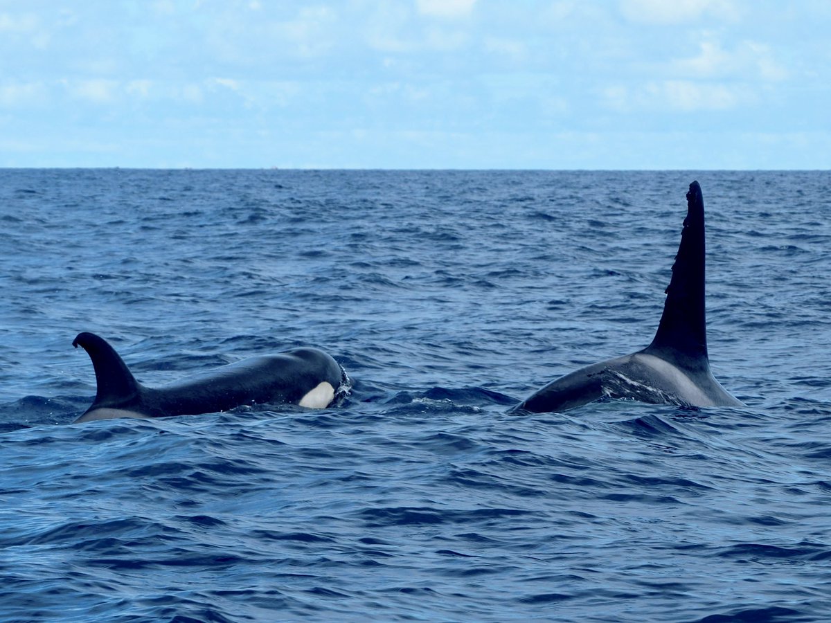 GruiformAbi's tweet image. A week whale watching in the Azores tally:
~20 sperm whales
~10 blue whales
4 orca
2 fin whales
2 sei whales
1 humpback whale
+ plenty of bottlenose and common dolphins
Couldn’t have asked for more!