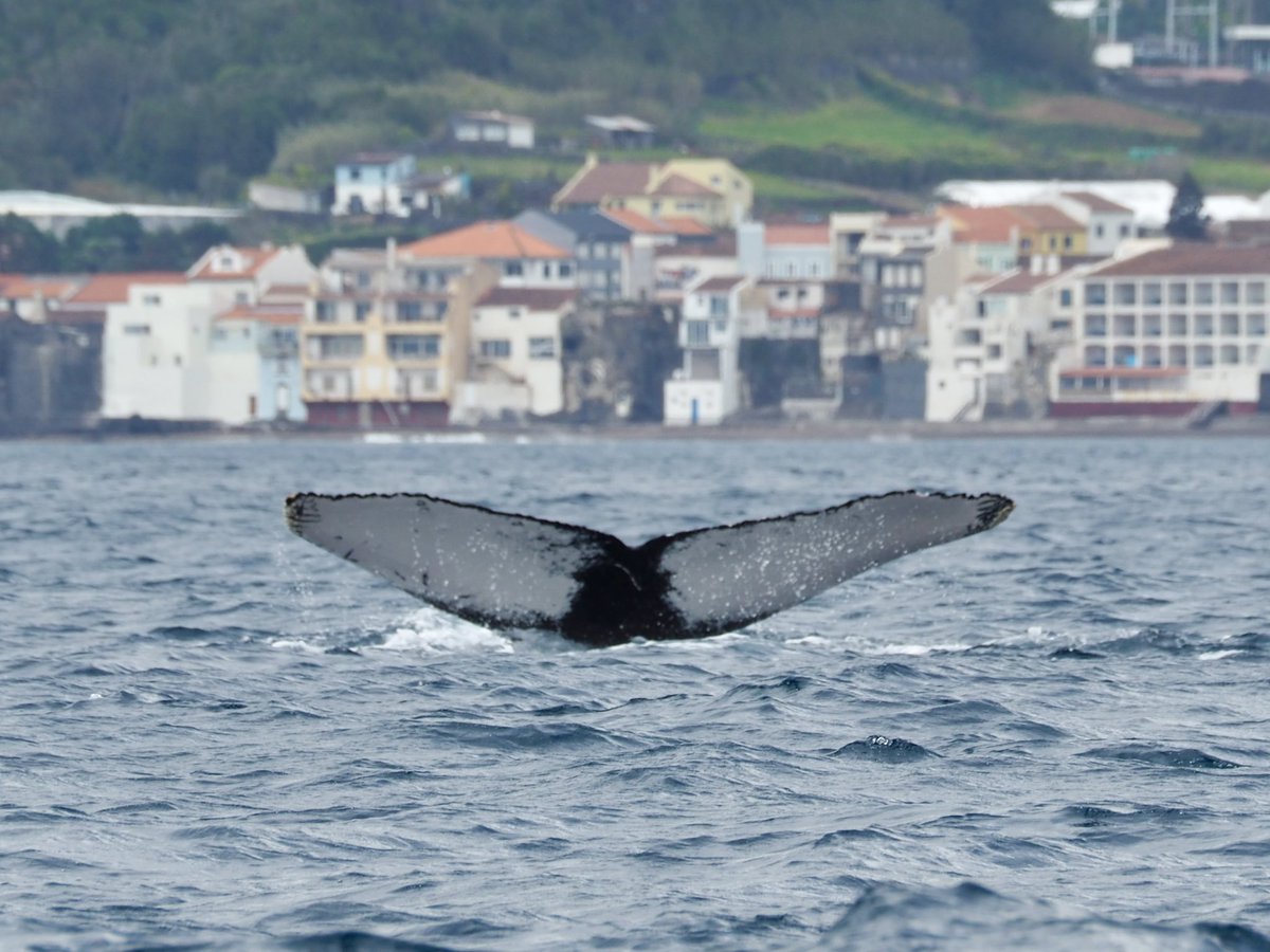 GruiformAbi's tweet image. A week whale watching in the Azores tally:
~20 sperm whales
~10 blue whales
4 orca
2 fin whales
2 sei whales
1 humpback whale
+ plenty of bottlenose and common dolphins
Couldn’t have asked for more!