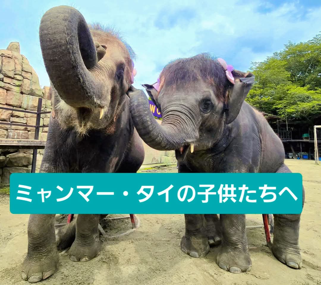 ミャンマー大地震で被災された子供達へ4月3日～5月7日までの募金「￥246,152」をセーブ・ザ・チルドレン「ミャンマー・タイ大地震緊急子ども支援」に募金させて頂きました。
被災された子ども達が安心して暮らせる事を心から祈っています。

#セーブ・ザ・チルドレン
#市原ぞうの国
#もも夏
#ら夢