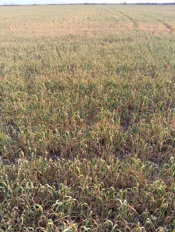 🌾 Winter grains condition in Kherson region, Southern Ukraine, after recent temperature drops and severe lack of moisture.
#crop25