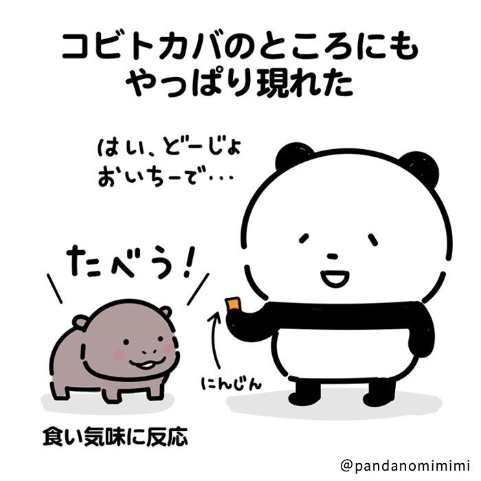 やっぱりここにも「アレ」を持ってやってきた #パンダ #シャンシャン #コビトカバ