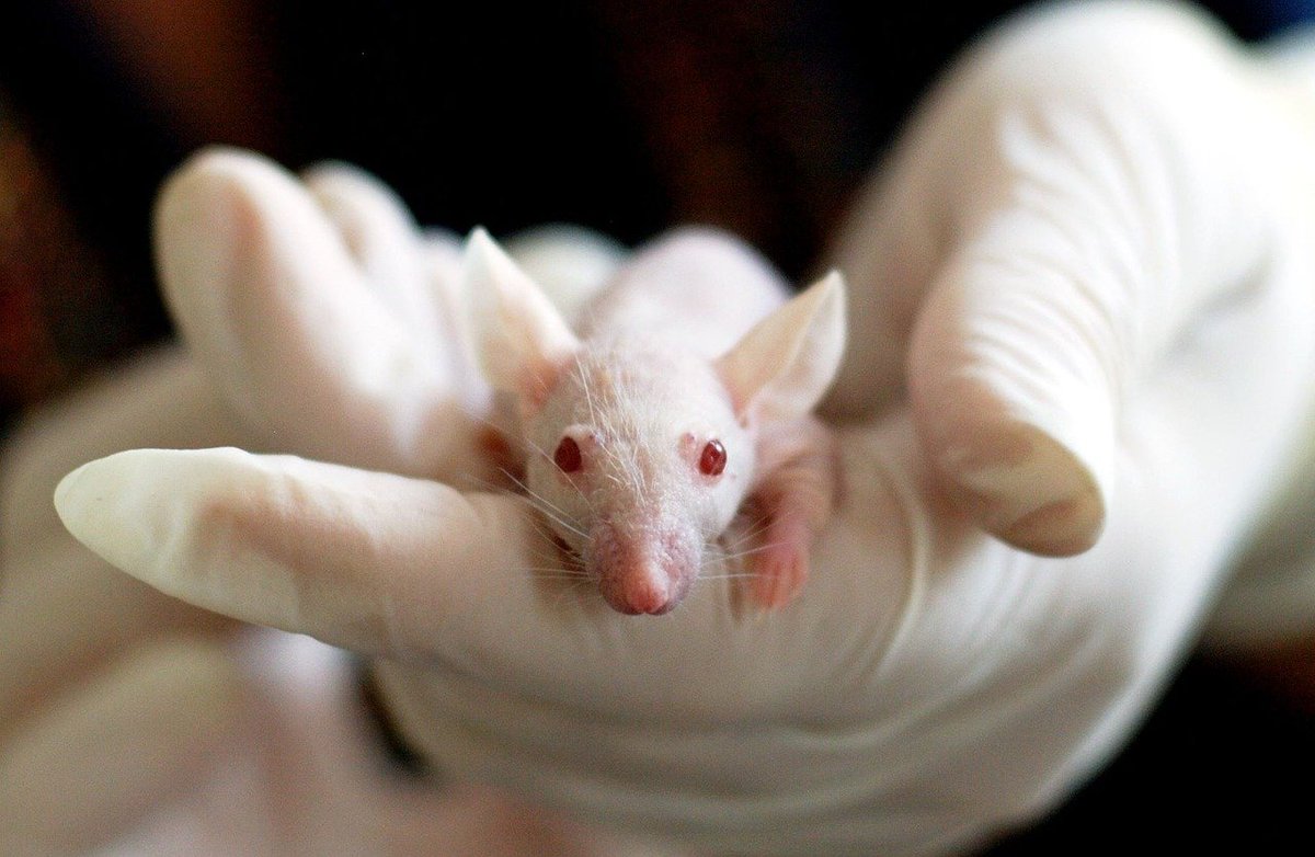 topmetiers's tweet photo. 🔬 Découvrez le métier d'animalier de laboratoire ! 💼 Salaires attractifs et passion pour la science 🧪 #métier #orientation #emploi #formation #animalierdelab
  👇
https://t.co/pqk0Dt6cDX https://t.co/HXNu09eQ5T