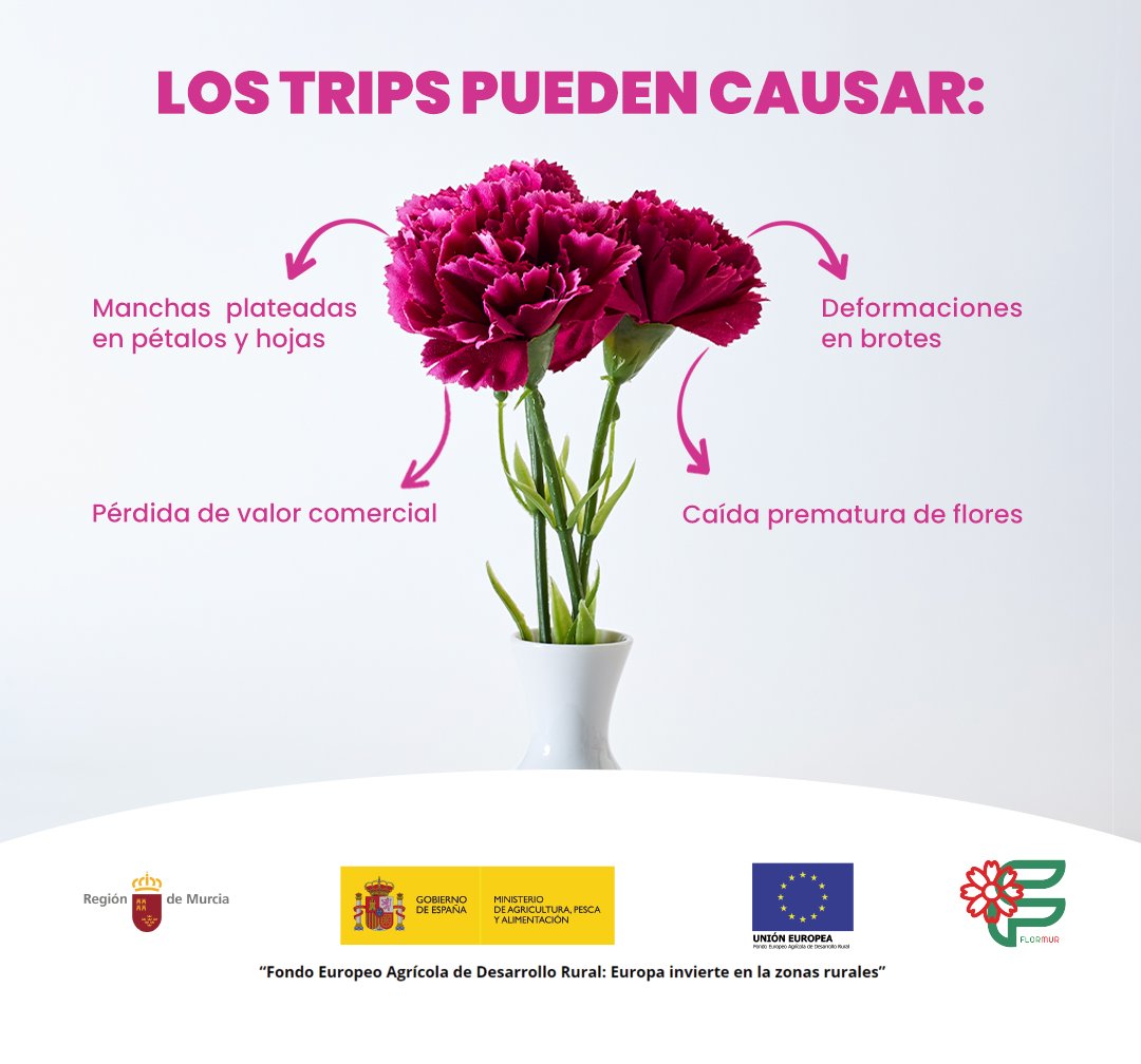 Los daños no siempre son visibles al principio, esto hace que sea una amenaza silenciosa para la producción.
🚨 Pueden causar:
– Manchas en pétalos y hojas
– Deformación en brotes
– Caída prematura de flores
– Pérdida del valor comercial
<a href="/gobmapa/">Ministerio de Agricultura, Pesca y Alimentación</a>
#canaraflor #agricultura #murcia